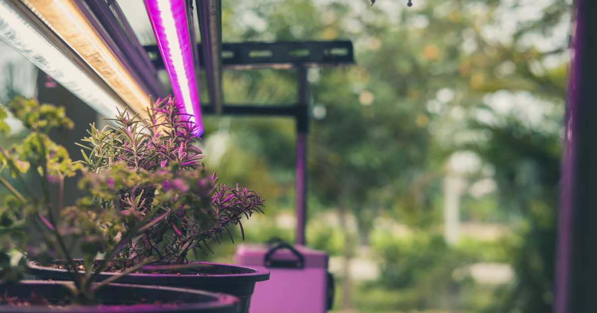 Grow Lights for Indoors