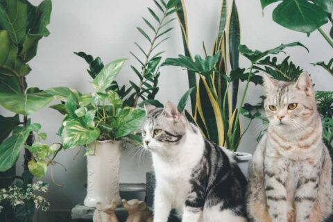 houseplants safe for cats